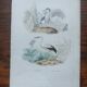 Poster - 19th century zoological engraving of birds - night heron - open beak