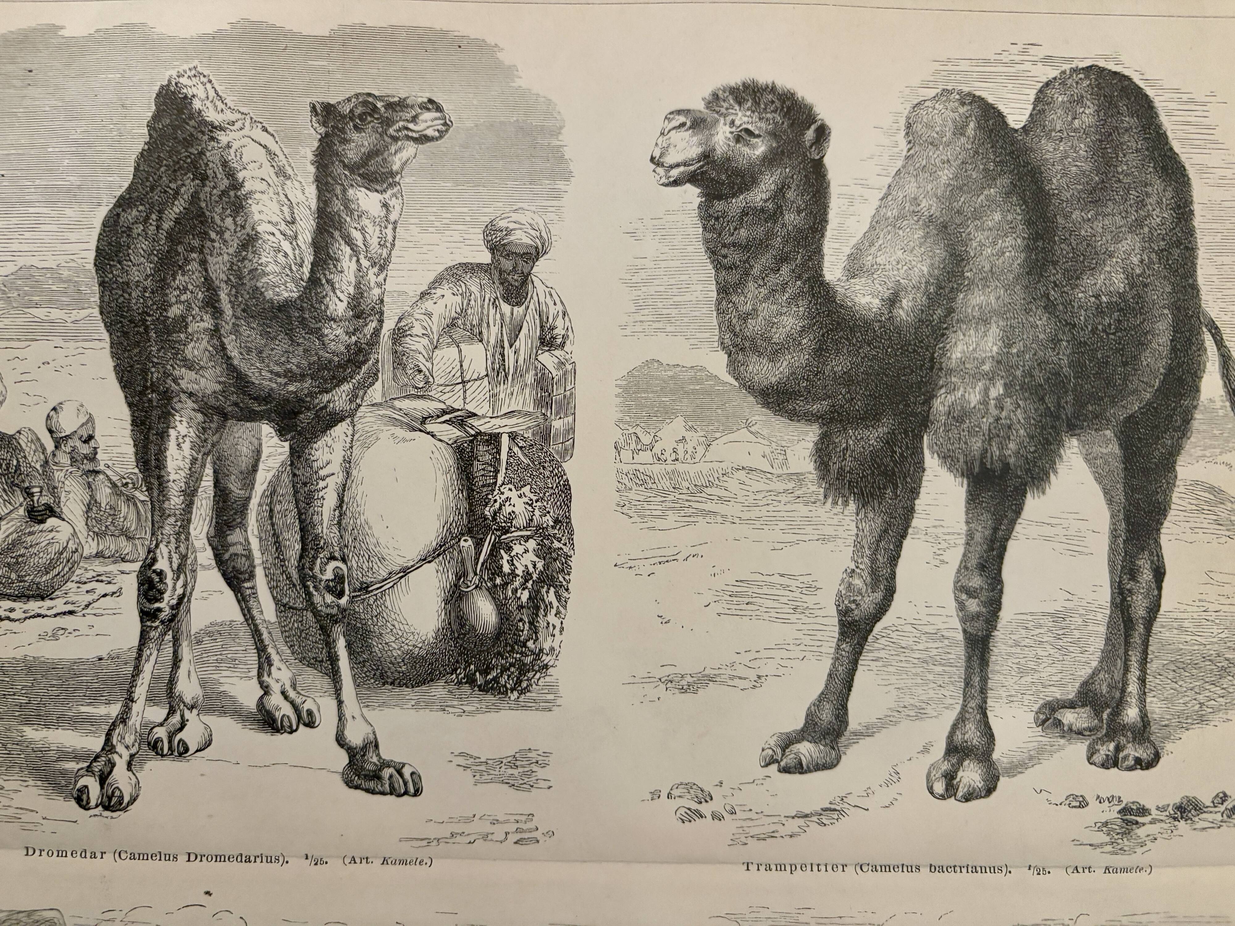 Lithograph engraving of camels, dromedaries and llamas – 1890