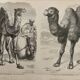 Lithograph engraving of camels, dromedaries and llamas – 1890