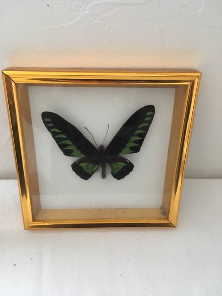 Frame butterfly taxidermy