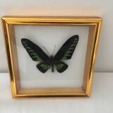 Frame butterfly taxidermy
