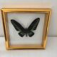 Frame butterfly taxidermy