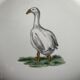 Faience vegetable