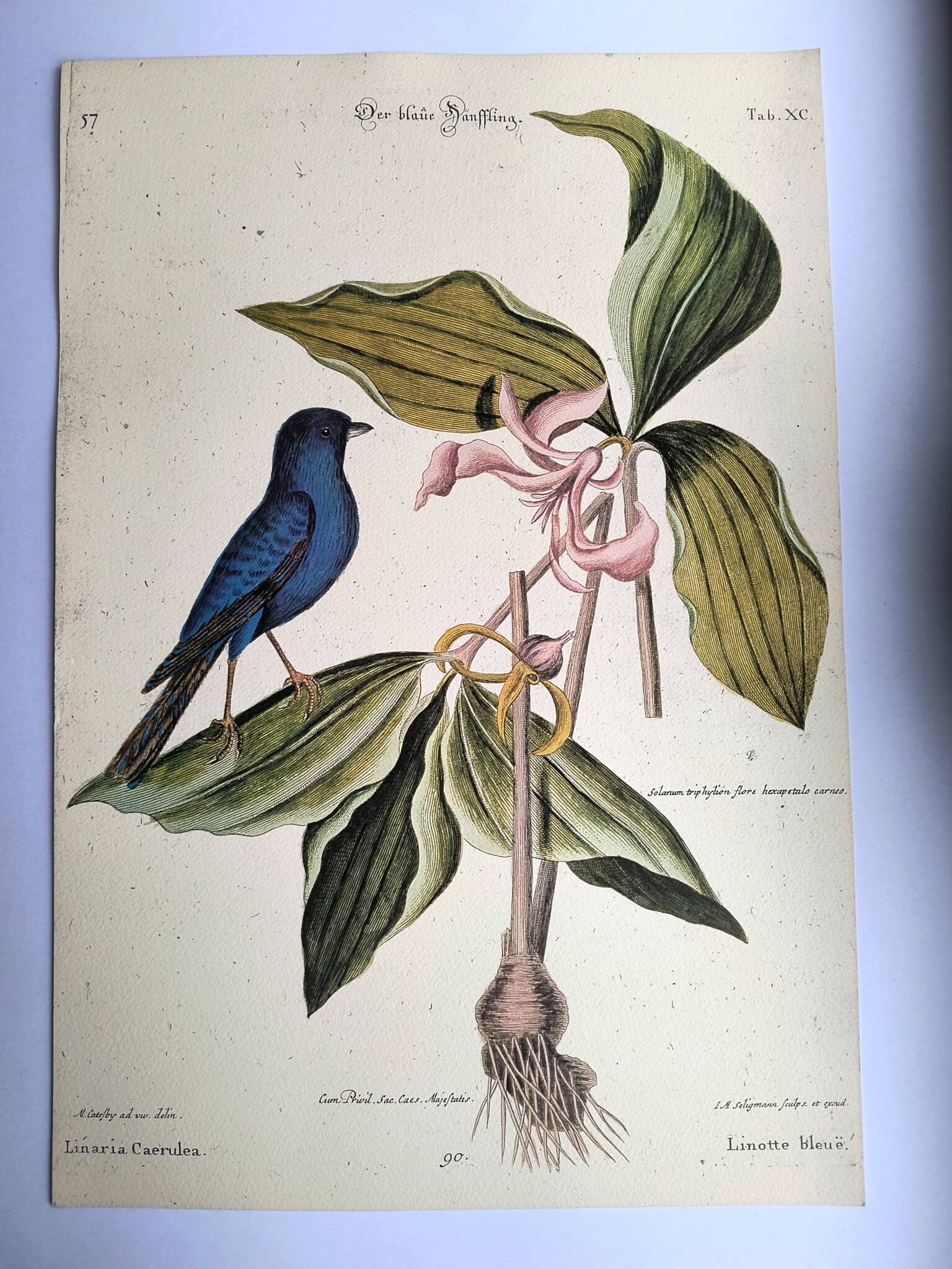 Antique bird engraving - Blue Linnet - Zoological plate by Seligmann