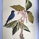 Antique bird engraving - Blue Linnet - Zoological plate by Seligmann
