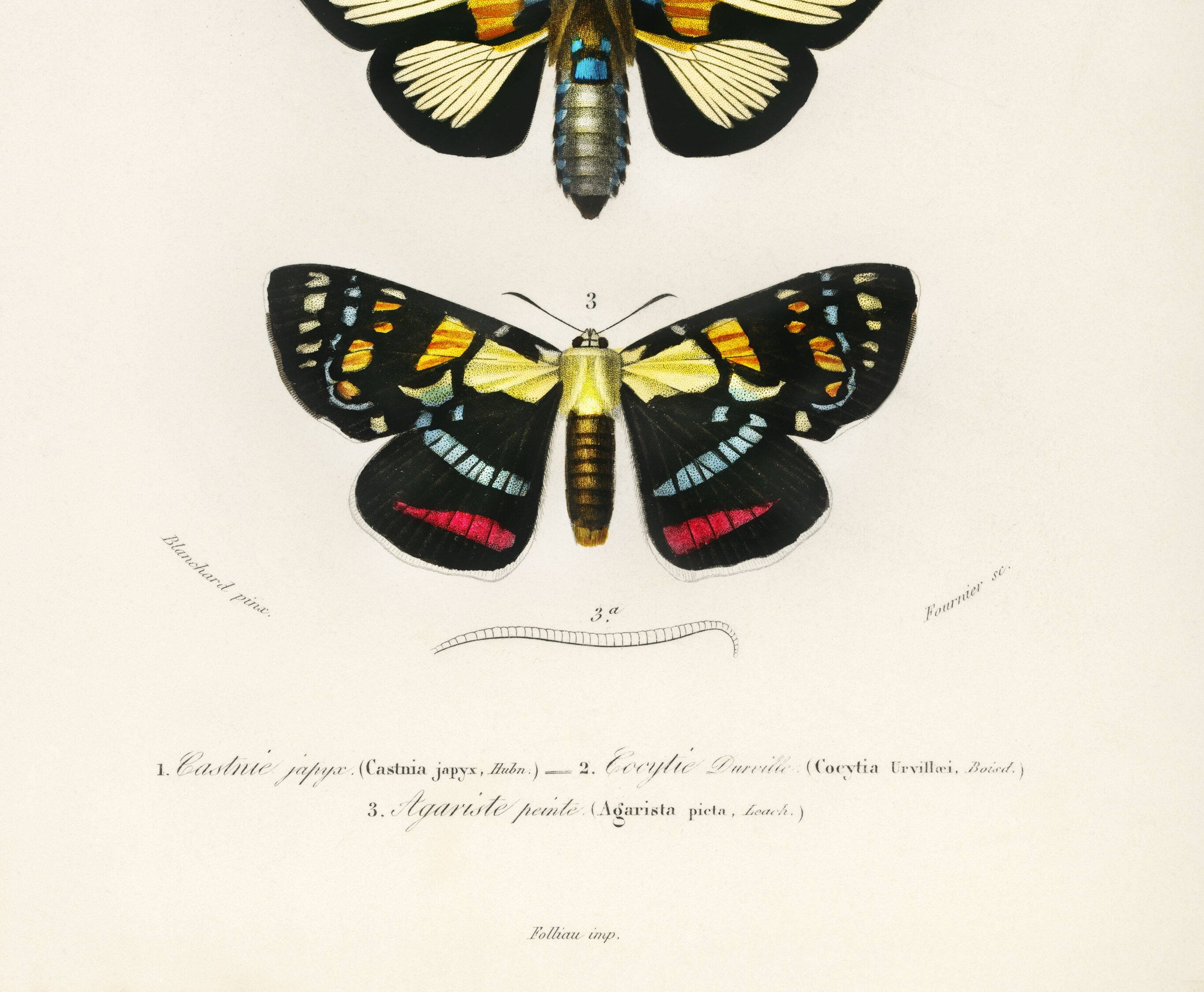 Poster about tropical butterflies, based on an old engraving from 1849.