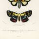 Poster about tropical butterflies, based on an old engraving from 1849.