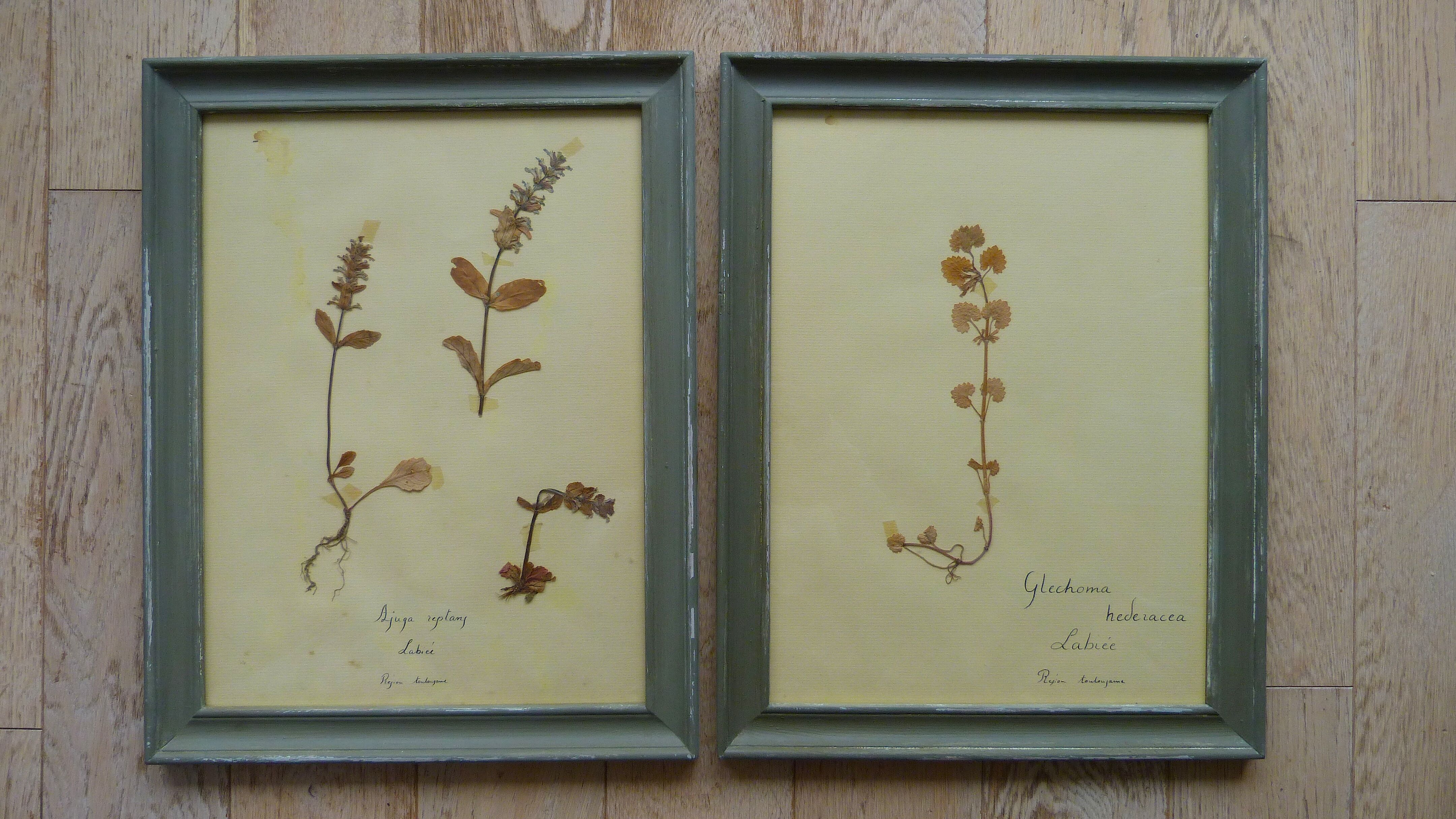 4 herbiers anciens encadrés