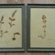 4 herbiers anciens encadrés