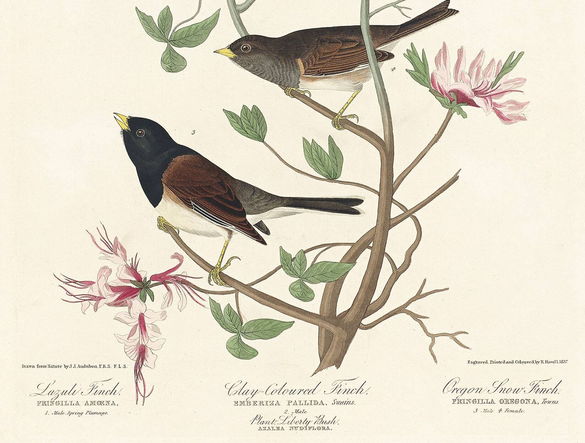 Affiche sur les bruants, d’après une gravure ancienne de 1827.