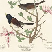 Affiche sur les bruants, d’après une gravure ancienne de 1827.