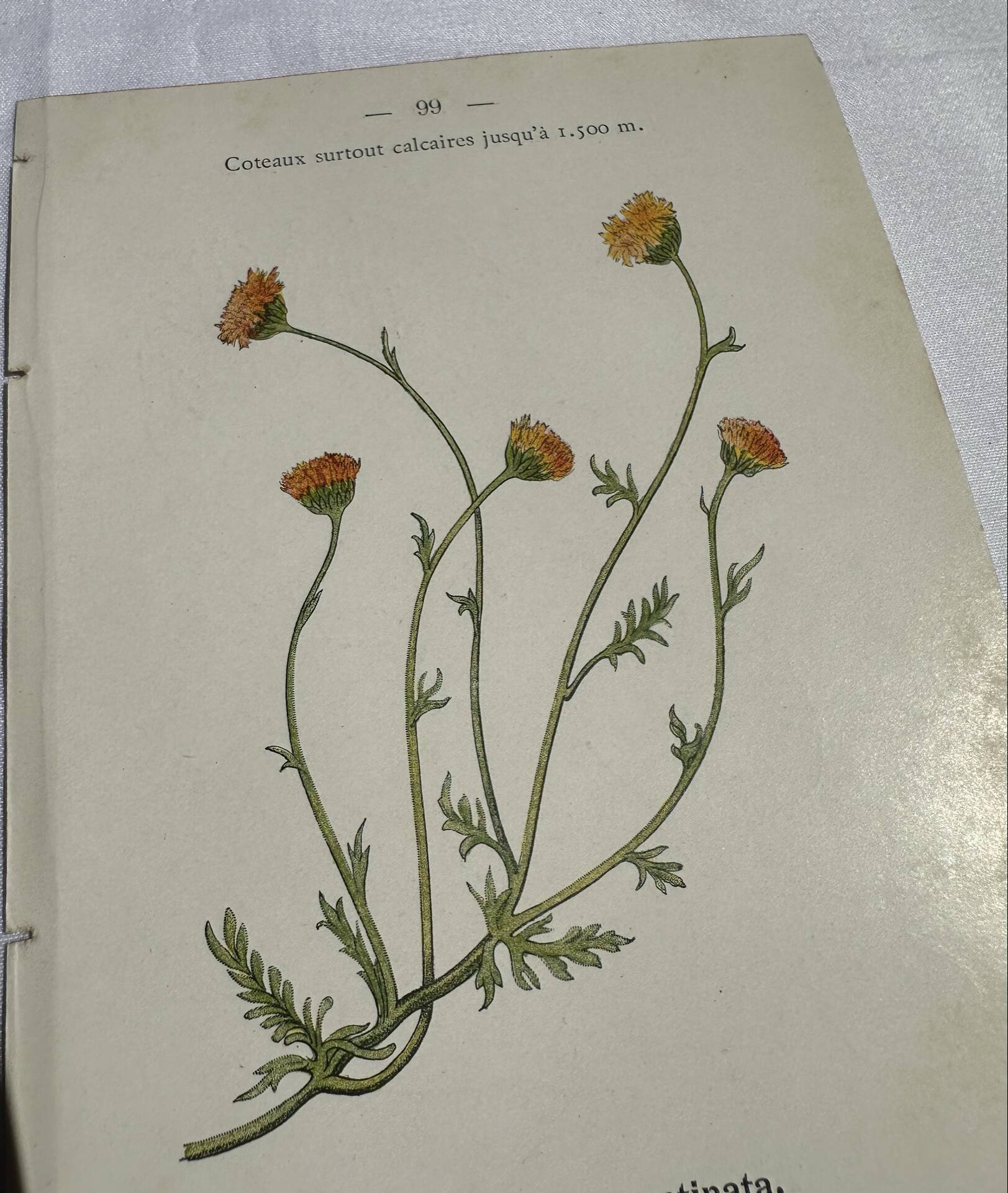 Gravure Botanique Ancienne XIXe – Lithographies Naturalistes  Fleurs &