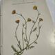 Gravure Botanique Ancienne XIXe – Lithographies Naturalistes  Fleurs &