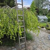 Wooden ladder