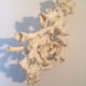 Ancient coral