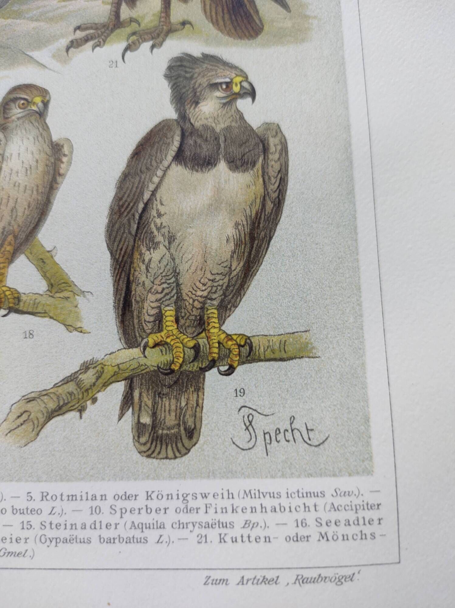 Ornithology plate from 1909 - Birds of prey - Old German zoological engraving