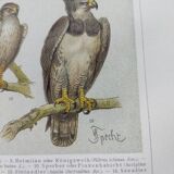 Planche ornithologie de 1909 - Oiseaux de proie - Gravure zoologique allemande ancienne
