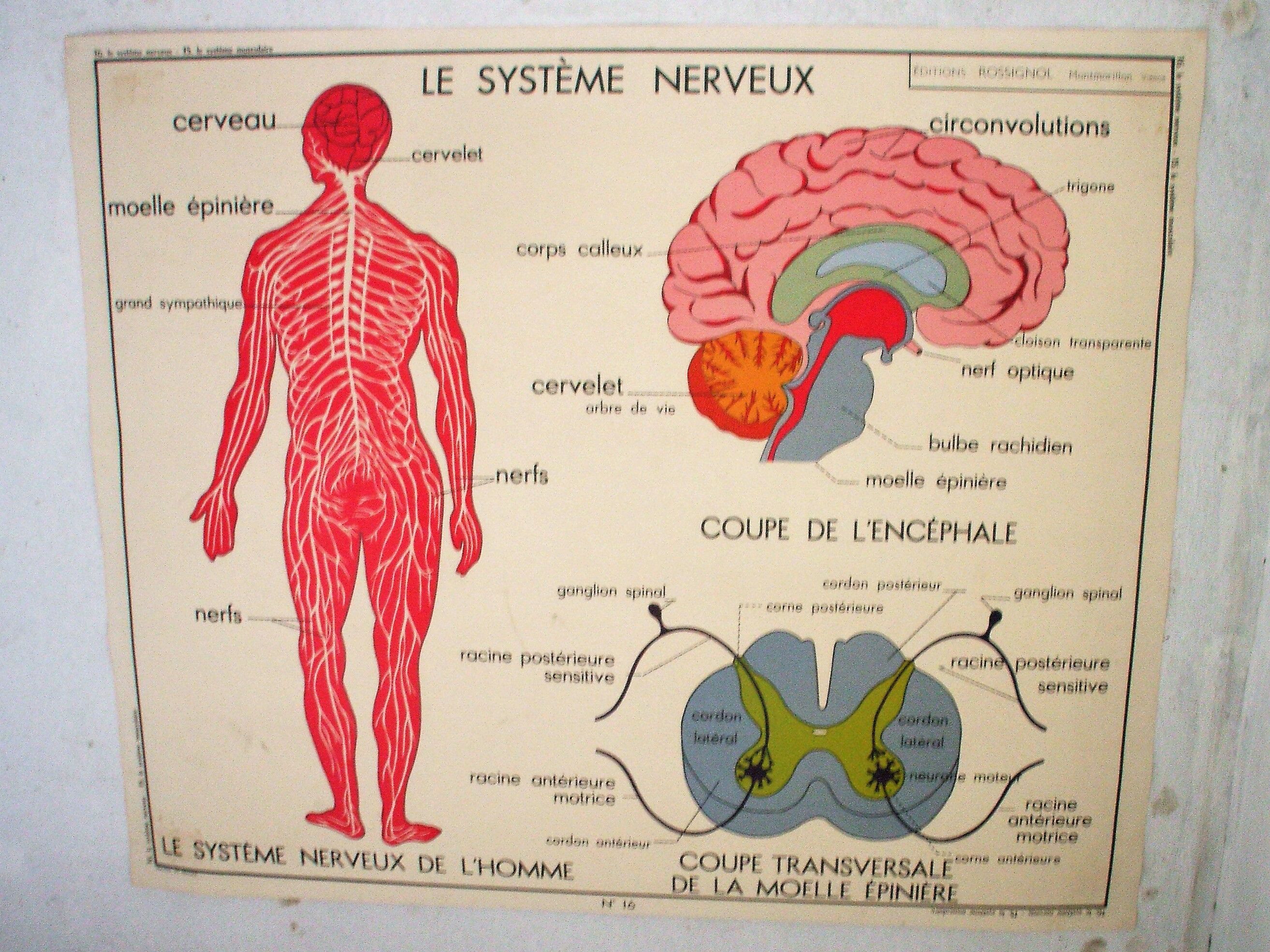 Poster school Nightingale the muscular system, the nervous system