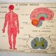 Poster school Nightingale the muscular system, the nervous system