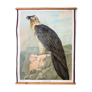 Affiche Wall Chart, Th. Breidwiser