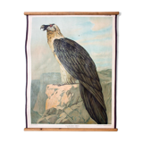 Wall Chart Poster, Th. Breidwiser for Gerold & Sohn, 1879