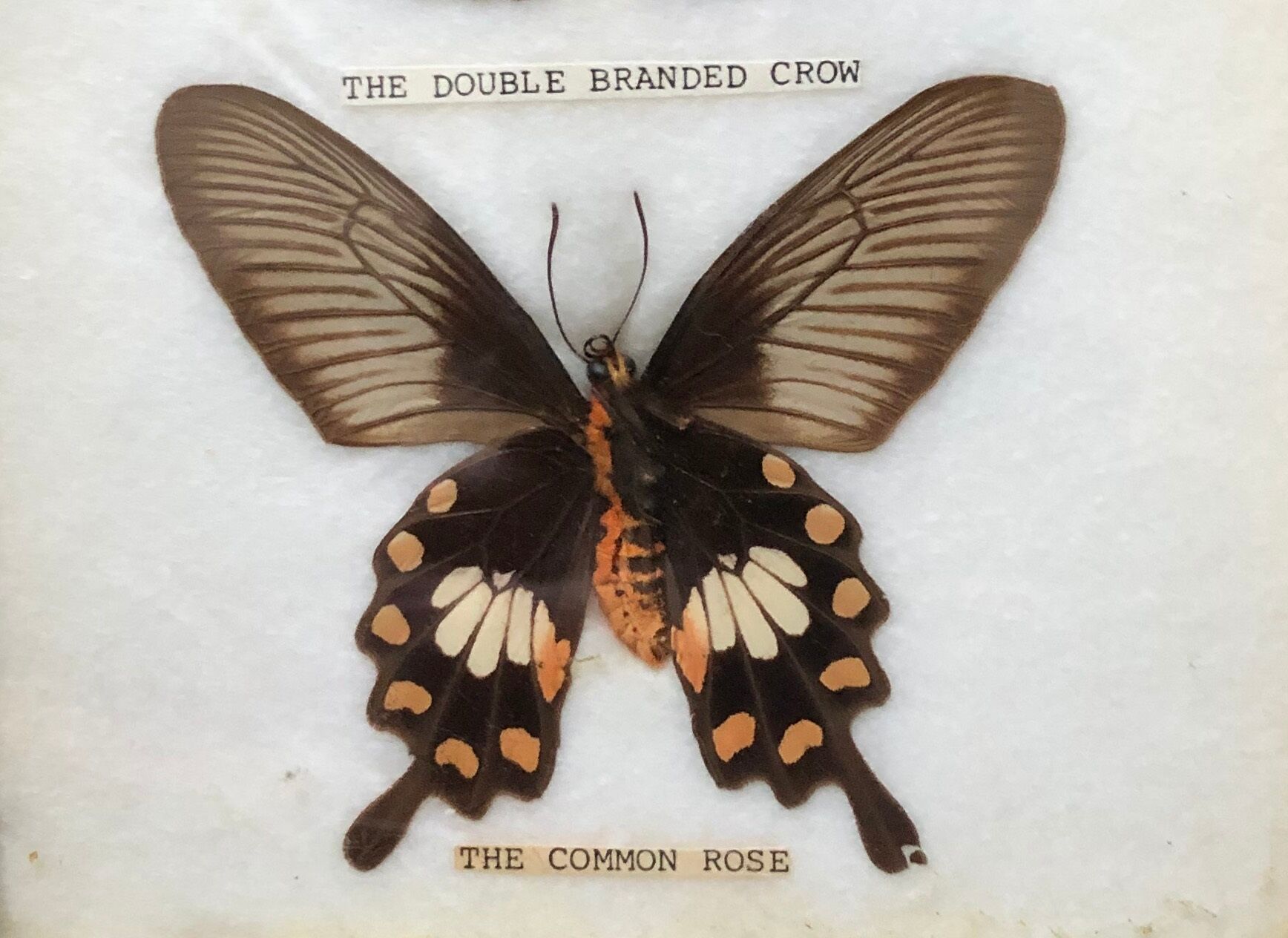 Naturalized butterflies