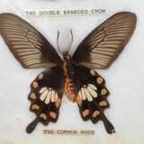 Naturalized butterflies