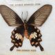 Naturalized butterflies