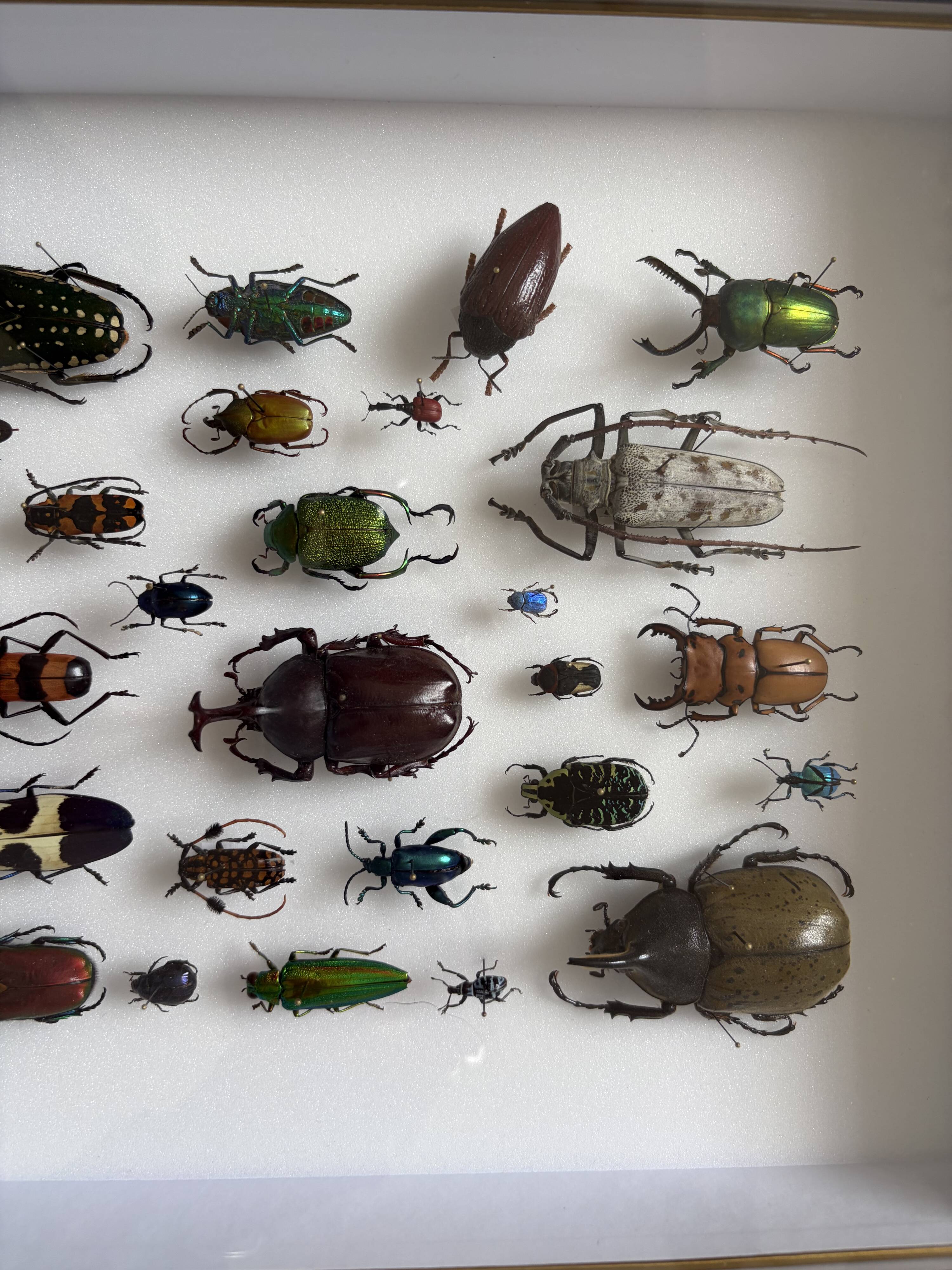 Entomological box Deyrolle Paris - Important collection of Coleoptera