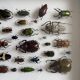 Entomological box Deyrolle Paris - Important collection of Coleoptera