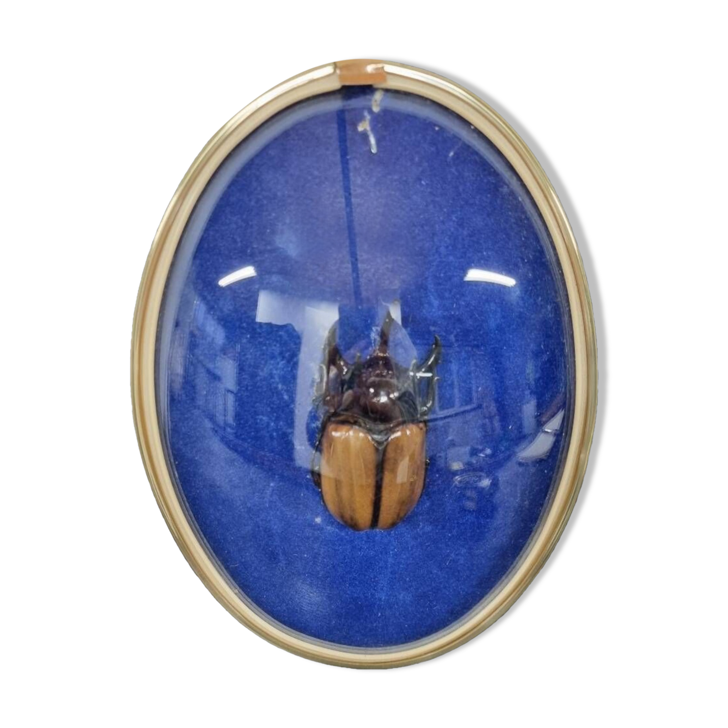 Beetle entomology box