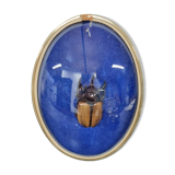 Beetle entomology box