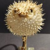 Cabinet of Curiosities naturalized fish diodon holocanthus with display