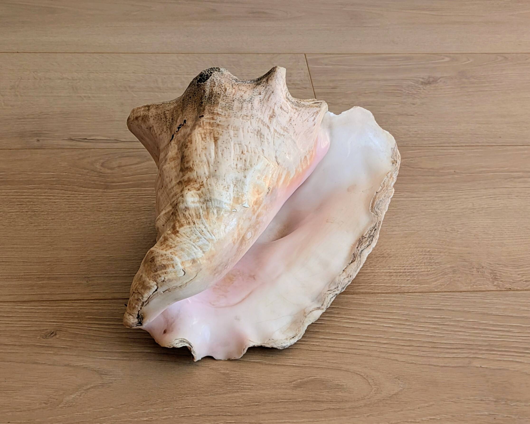 Conch Marine shell - Strombus alatus 26 cm 1.6 kg