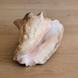 Conch Marine shell - Strombus alatus 26 cm 1.6 kg