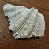 Empty pocket shell