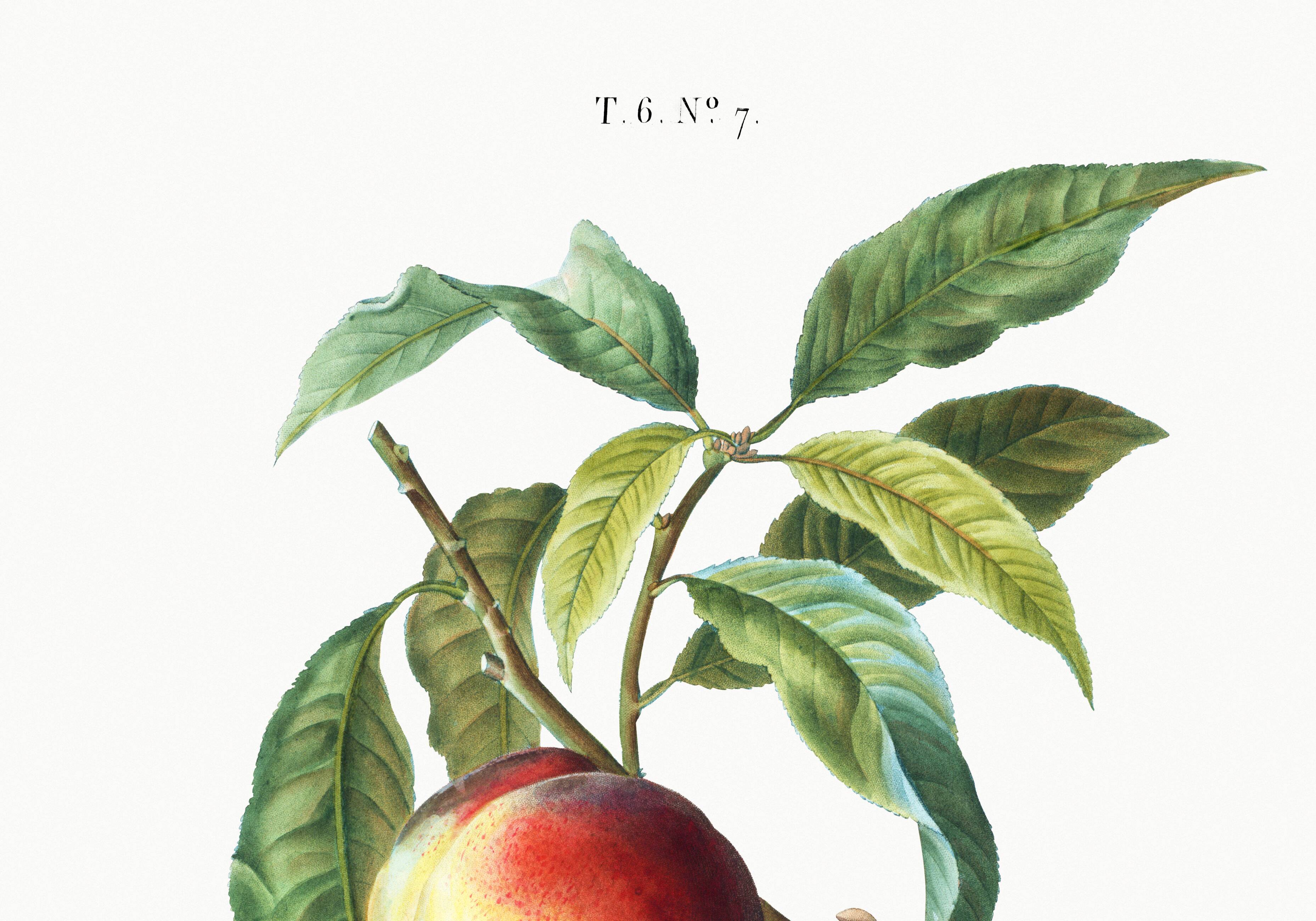 Botanical poster about the peach tree, after an engraving from 1802