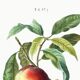 Botanical poster about the peach tree, after an engraving from 1802