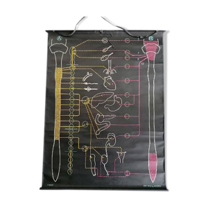 Affiche scolaire vintage dr auzoux