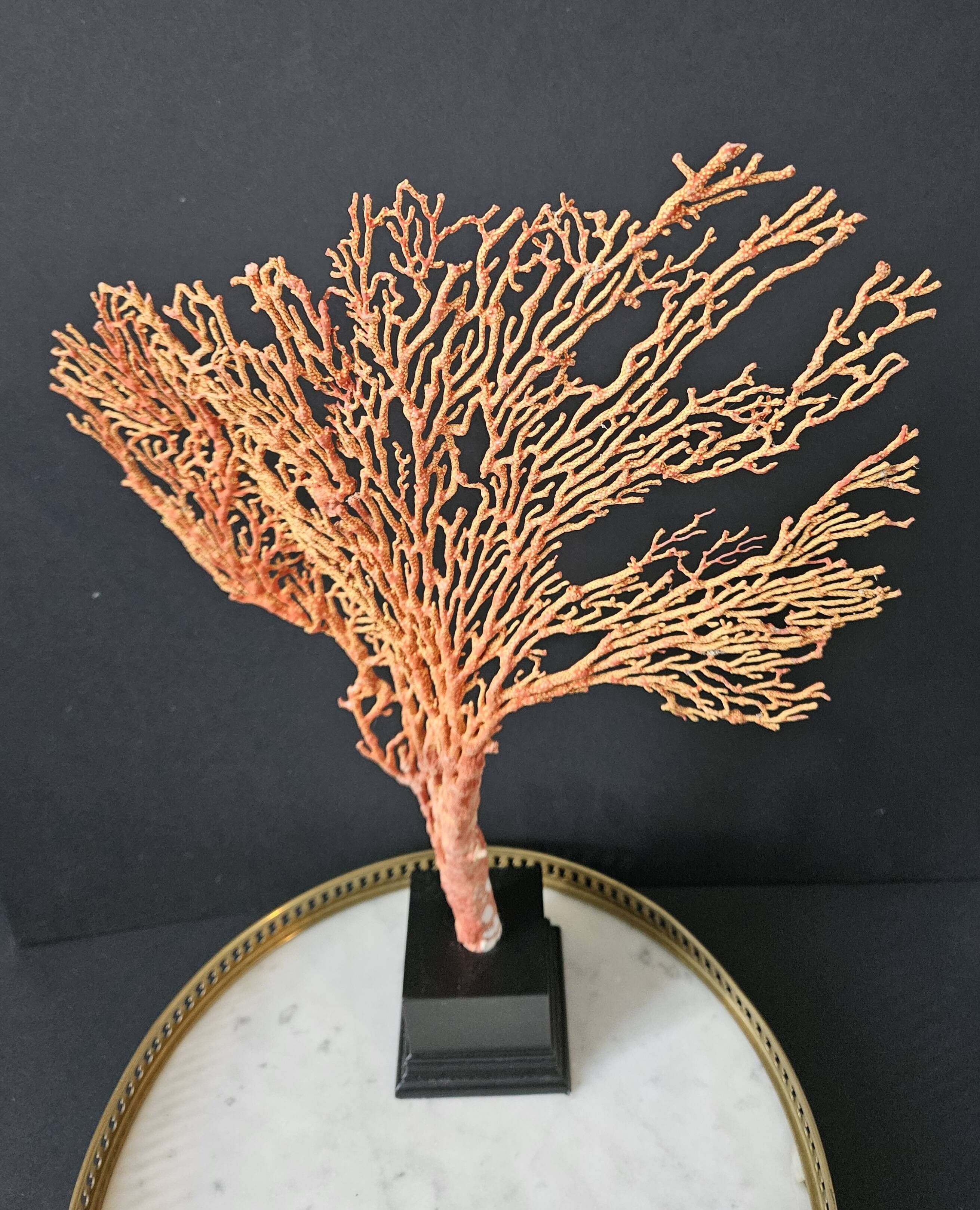 Gorgone Rouge XXL Wooden Base. H: 40 cm | Curiosity Decorative Object