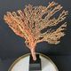 Gorgone Rouge XXL Wooden Base. H: 40 cm | Curiosity Decorative Object