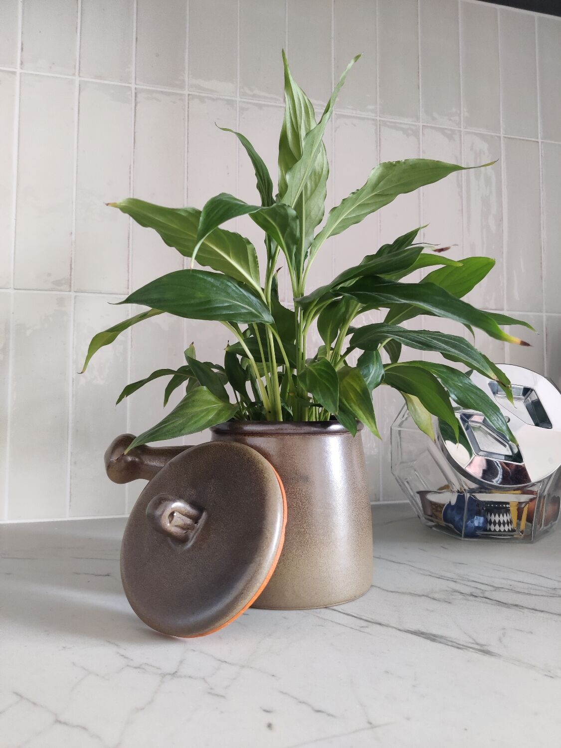 Pot