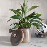 Pot