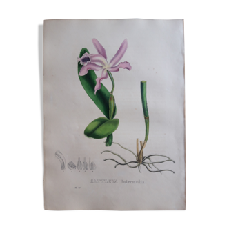 Cattleya Intermedia botanical board, lithographed and coloured, Sertum Botanicum 1832
