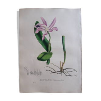 Planche botanique Cattleya Intermedia lithographiée et coloriée,  Sertum Botanicum 1832