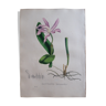 Cattleya Intermedia botanical board, lithographed and coloured, Sertum Botanicum 1832