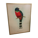 Table Illustration of a bird - The Trogon