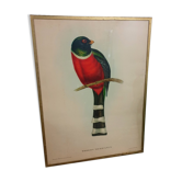 Tableau Illustration d'oiseau Le Trogon