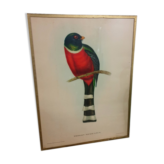 Table Illustration of a bird - The Trogon