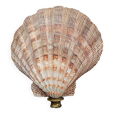 Cabinet de Curiosités coquillage nodipecten subnodosus sur socle